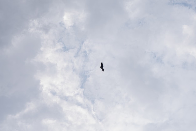 Foto grátis incrivelmente lindo céu com nuvens - com pássaro