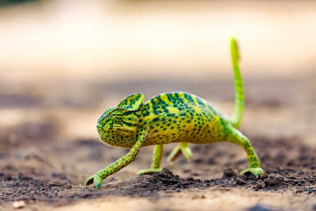 Índia camaleão verde