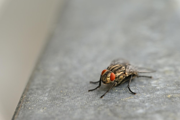 Insetos fecham Bela foto macro de uma mosca