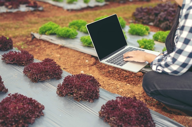 Inspeção da qualidade da horta pelos agricultores