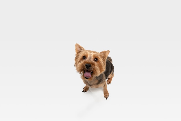 Interessado. o cão yorkshire terrier está posando. cachorrinho preto marrom brincalhão fofo ou animal de estimação brincando no fundo branco do estúdio. conceito de movimento, ação, movimento, amor de animais de estimação. parece feliz, encantado, engraçado.