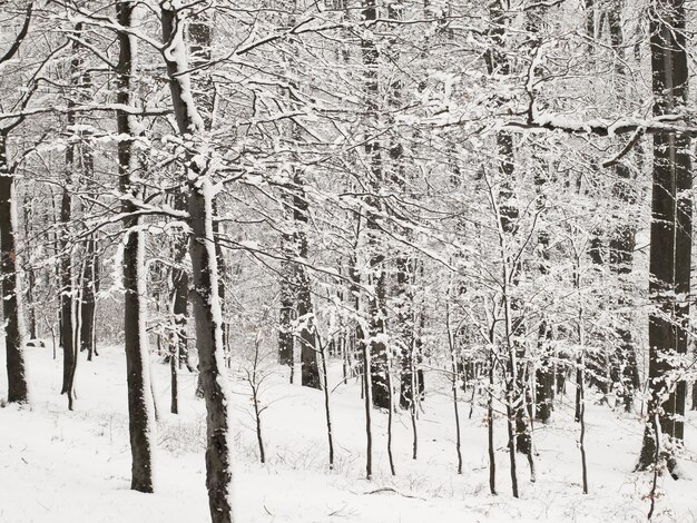 Inverno na floresta