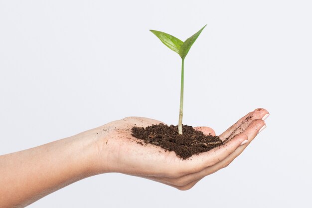 Investimento de negócios em plantas de cana de mãos