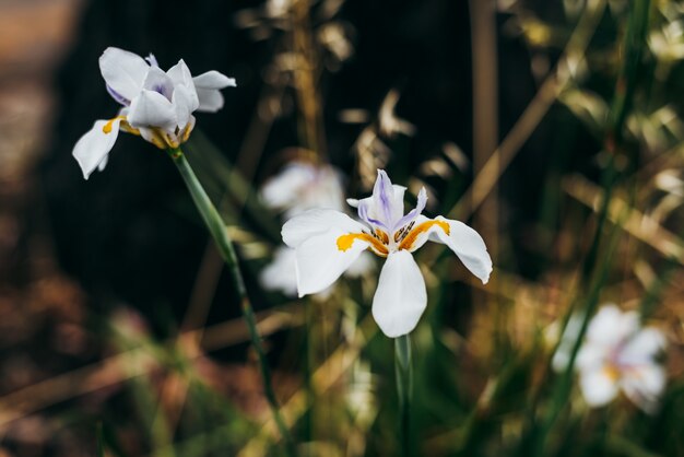 Iris africana flores muito selvagens na natureza