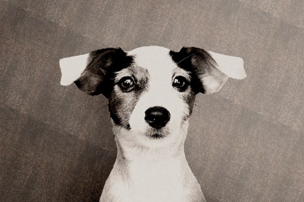 Jack Russell com mídia remixada de efeito risógrafo