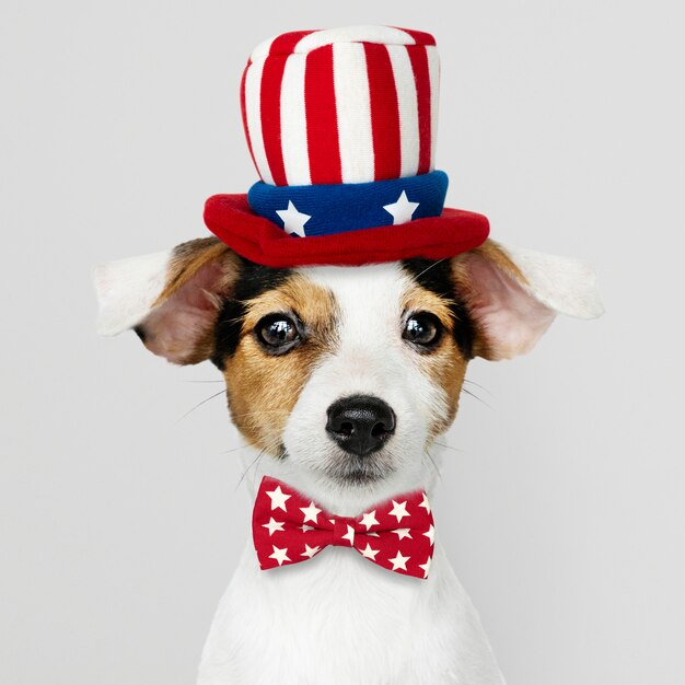 Jack Russell Terrier bonito no chapéu do tio Sam e gravata borboleta