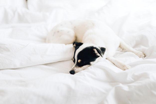 Jack russell terrier dormindo em uma cama branca