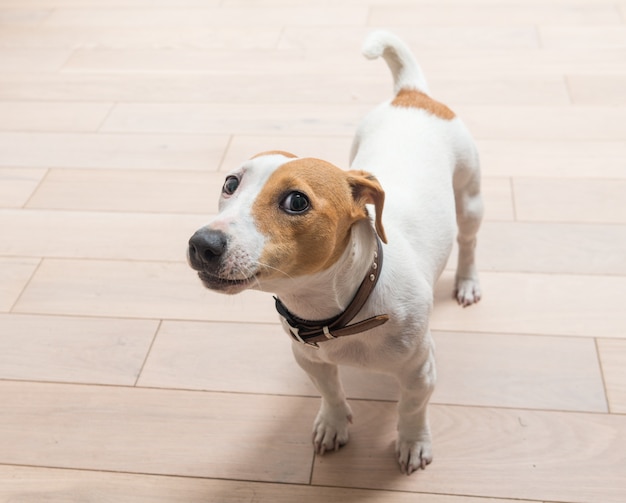 Jack russell terrier em casa