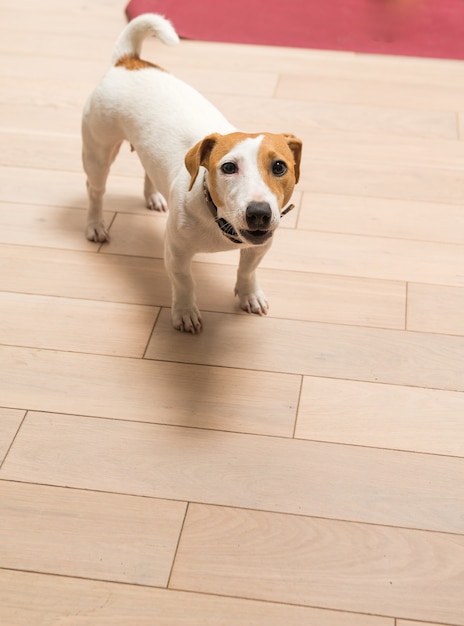 Jack russell terrier em casa