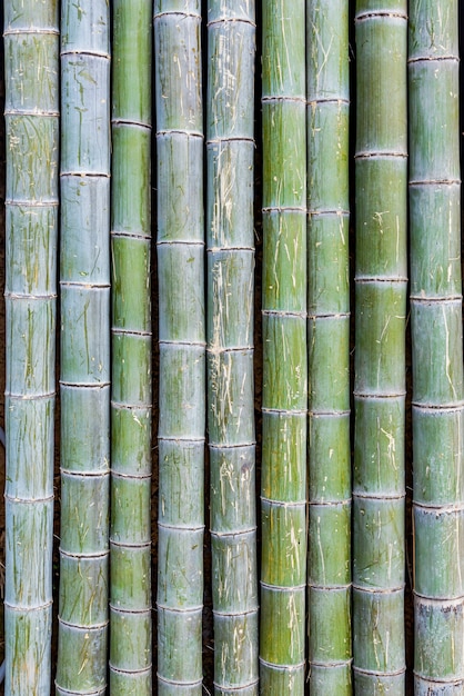 Jangada de bambu