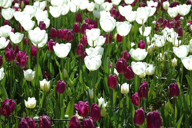 Jardim com tulipas roxas e brancas