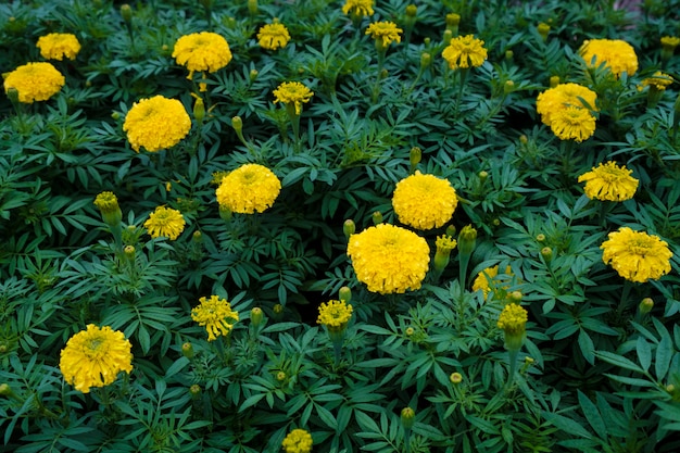 Jardim de calêndula amarelo