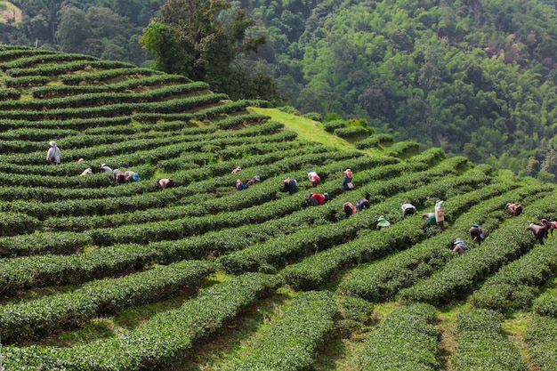 Jardim de chá em camadas ao longo do ombro do vale
