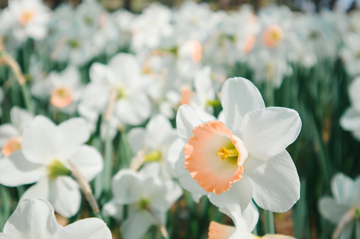 Foto grátis jardim de flores brancas