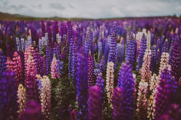 Jardim de lavanda na Nova Zelândia sob um céu nublado