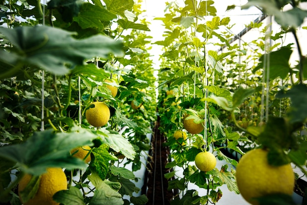Jardim de natureza colheita de melada orgânica