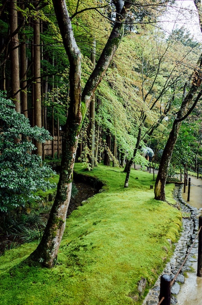 Jardim de parque de árvore no japão