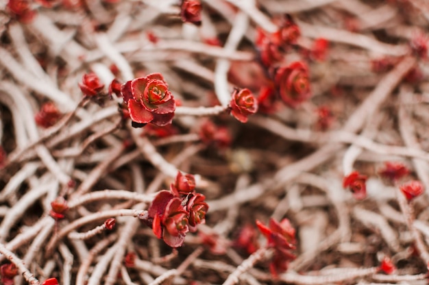 Foto grátis jardinagem