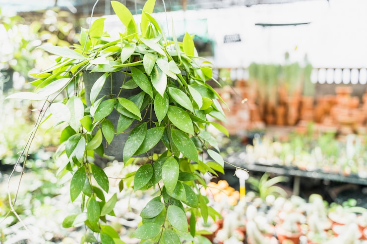 Foto grátis jardinagem