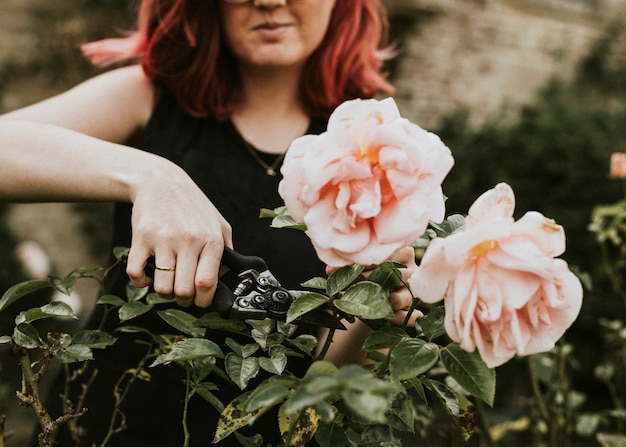 Jardineira cortando rosa rosa com uma tesoura de jardim