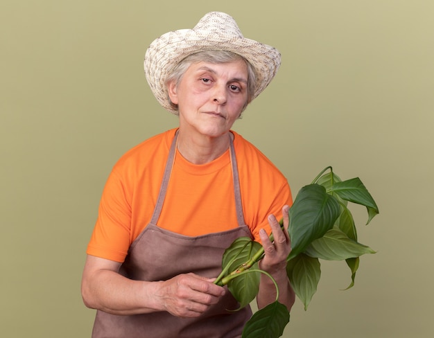 Jardineira idosa confiante usando chapéu de jardinagem segurando um galho de planta