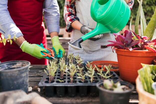 Jardineiro feminino e masculino, cuidando de mudas em caixa