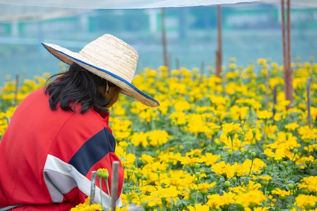 Jardineiro mantendo flor de calêndula no campo