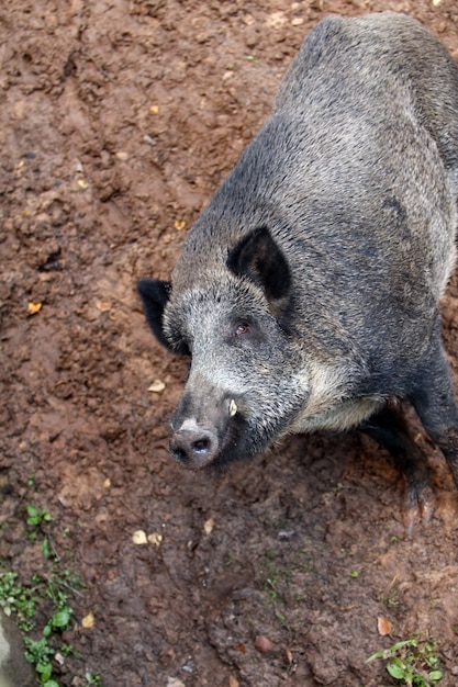 Foto grátis javali selvagem