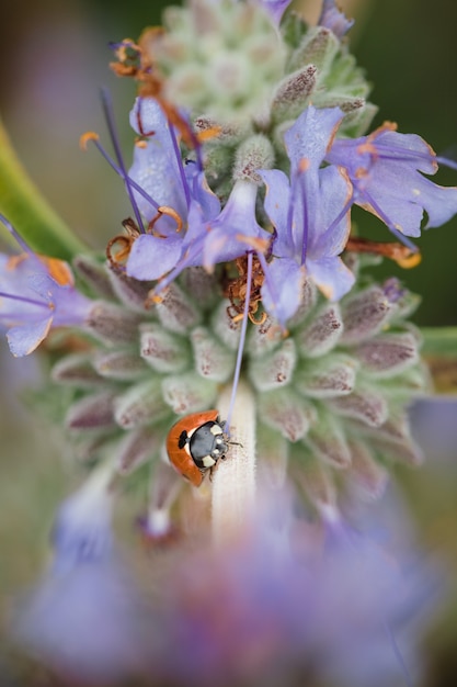 Joaninha em flores de pétalas roxas