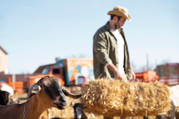 Jovem agricultor alimentando suas cabras com feno na fazenda