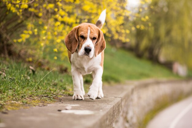 Jovem cão caminhando fora de caminhada