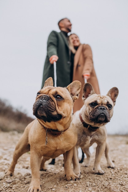 Jovem casal andando seus bulldogs franceses no parque