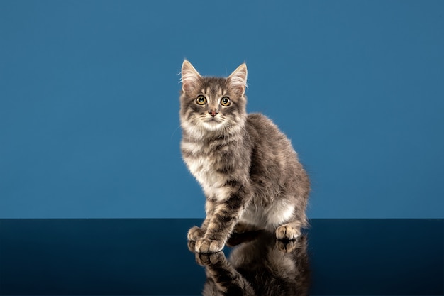 Jovem gato ou gatinho sentado na frente de um azul