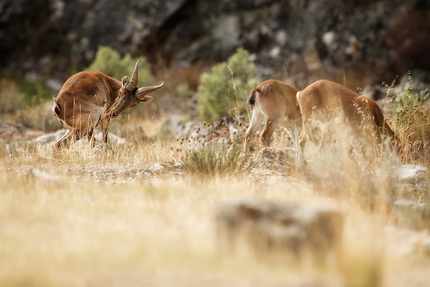 Jovem íbex espanhol macho no habitat natural iberia selvagem animais selvagens da montanha