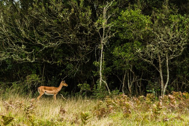 Jovem veado correndo em direção às árvores em um campo aberto coberto de grama