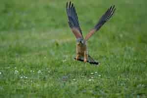 Foto grátis kestrel comum. aves de rapina falco tinnunculus