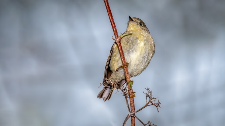 Foto grátis kinglet com coroa de rubi (regulus calendula)