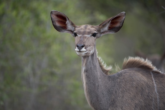 Foto grátis kudu feminino solitário