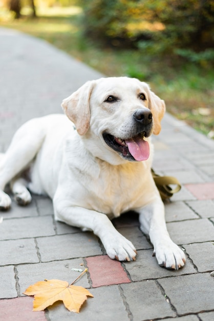 Labrador bonito sorrindo ao ar livre