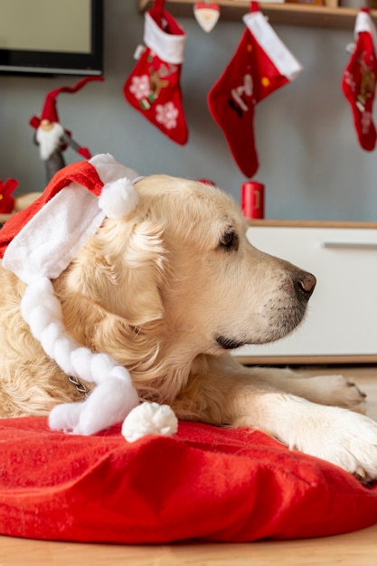 Foto grátis labrador em casa usando chapéu de papai noel