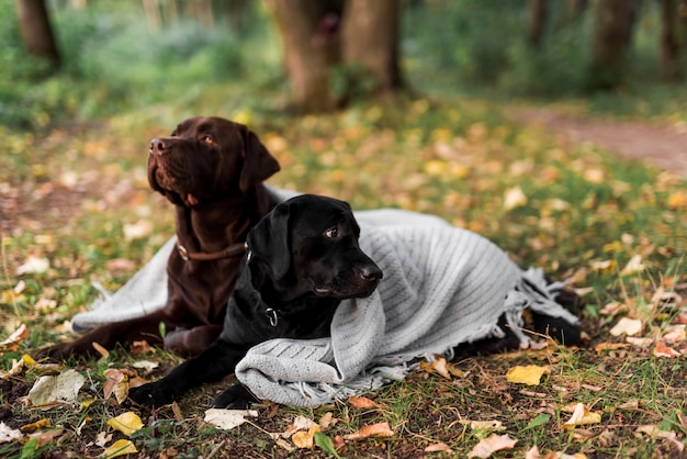 Labrador preto e marrom deitado na grama com lenço branco