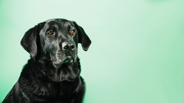 Labrador preto sobre fundo verde