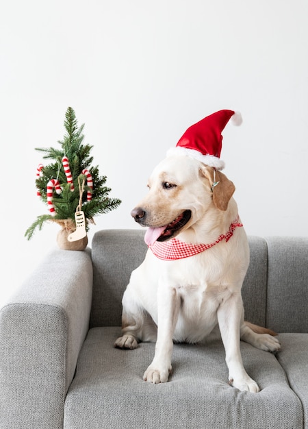 Labrador Retriever bonito vestindo um chapéu de Natal