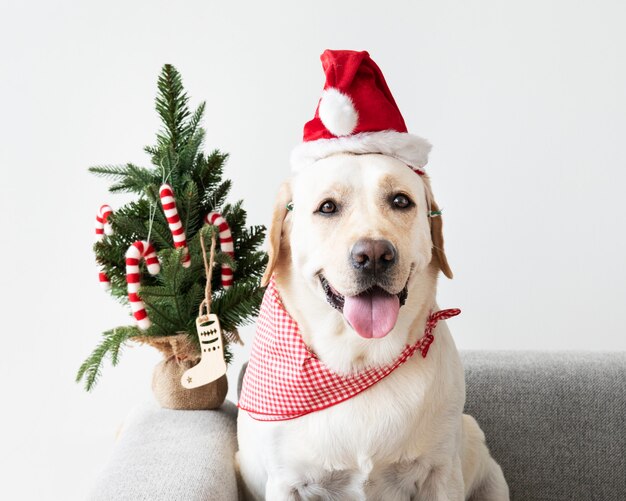 Labrador Retriever bonito vestindo um chapéu de Natal
