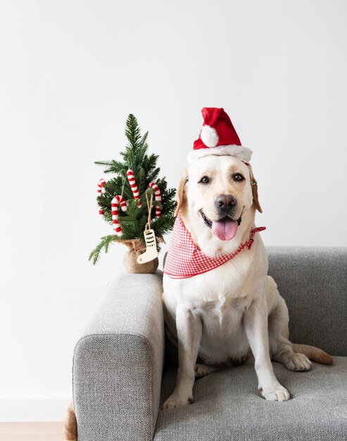 Labrador Retriever bonito vestindo um chapéu de Natal