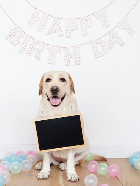 Labrador retriever, em, um, partido aniversário, com, um, vazio, tábua, pendurar, seu, pescoço