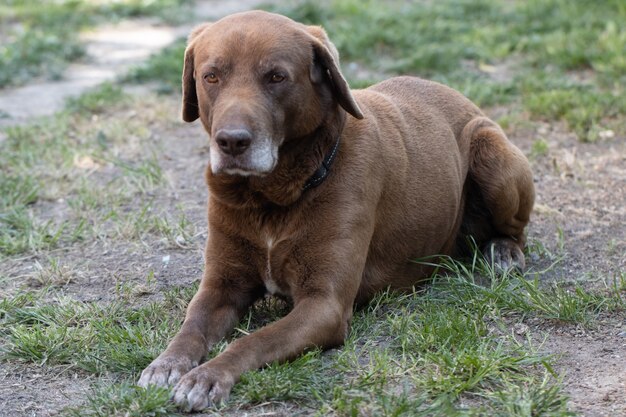 Labrador retriever marrom fofo no jardim