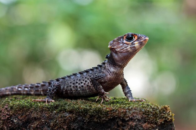 Lagarta crocodilo tomando banho de sol no musgo Crocodile skink close up