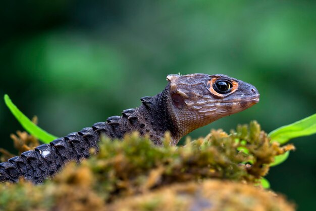 Lagarta crocodilo tomando banho de sol no musgo Crocodile skink close up