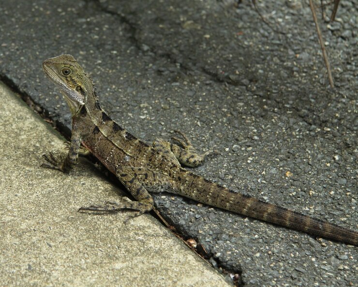 Foto grátis lagarto-crocodilo do sul rastejando no asfalto sob a luz do sol com um fundo desfocado